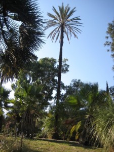 jardin botanique Villa Thuret au Cap d'Antibes    